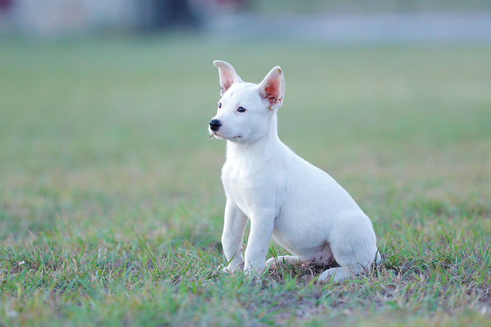 Mastering the Art of Potty Training a Puppy in 7 Days
