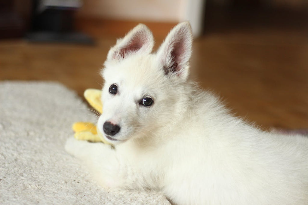 How to Master Perfect Puppy Crate Training in 6 Steps